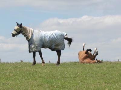 Without saddle, without title